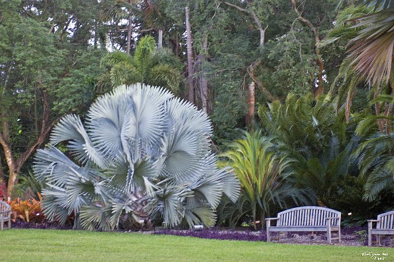 20080424_200006 D300 P.jpg - Fairchild Garden